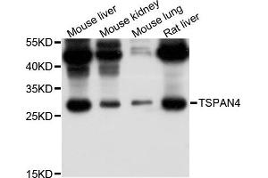 Western blot analysis of extract of various cells, using TSPAN4 antibody. (TSPAN4 Antikörper)