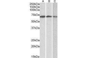 ABIN1782147 (0. (OAS2 Antikörper  (AA 357-371))