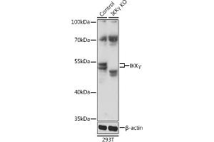 Western blot analysis of extracts from normal (control) and IKKγ knockout (KO) 293T cells, using IKKγ antibody (ABIN6130478, ABIN6142284, ABIN6142286 and ABIN7101404) at 1:1000 dilution.