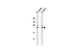 All lanes : Anti-PSMB9 Antibody (CTerm) at 1:2000 dilution Lane 1: rat testis lysate Lane 2: U-2OS whole cell lysate Lysates/proteins at 20 μg per lane. (PSMB9 Antikörper  (AA 189-219))