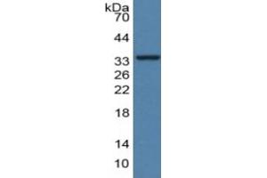 Rabbit Detection antibody from the kit in WB with Positive Control: Human Serum. (GDF15 CLIA Kit)