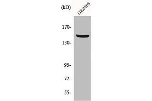 Western Blot analysis of COLO205 cells using PARD3A Polyclonal Antibody (PARD3 Antikörper  (C-Term))