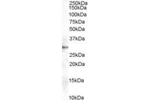 Western Blotting (WB) image for anti-Dimethylarginine Dimethylaminohydrolase 2 (DDAH2) (AA 273-285) antibody (ABIN296910) (DDAH2 Antikörper  (AA 273-285))