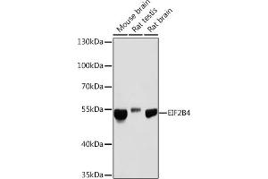 Western blot analysis of extracts of various cell lines, using EIF2B4 Rabbit pAb (ABIN7267037) at 1:1000 dilution. (EIF2B4 Antikörper)