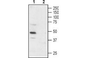 Western blot analysis of rat DRG: - 1. (P2X3 Receptor (AA 65-79), (Extracellular) Antikörper)