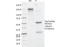 SDS-PAGE Analysis of Purified, BSA-Free CD11b Antibody (clone M1/70). (CD11b Antikörper)