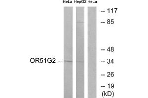 Western blot analysis of extracts from HeLa cells and HepG2 cells, using OR51G2 antibody. (OR51G2 Antikörper  (Internal Region))