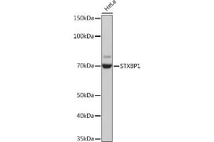 Western blot analysis of extracts of HeLa cells, using STXBP1 Rabbit mAb (ABIN7270689) at 1:1000 dilution. (STXBP1 Antikörper)
