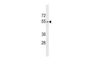 ACTL9 Antibody (N-term) (ABIN1539193 and ABIN2848992) western blot analysis in  cell line lysates (35 μg/lane). (ACTL9 Antikörper  (N-Term))