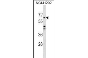 SNX33 Antibody (C-term) (ABIN1537252 and ABIN2849197) western blot analysis in NCI- cell line lysates (35 μg/lane). (SNX33 Antikörper  (C-Term))