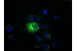 Immunofluorescence (IF) image for anti-Membrane Protein, Palmitoylated 3 (MAGUK P55 Subfamily Member 3) (MPP3) antibody (ABIN1499548) (MPP3 Antikörper)