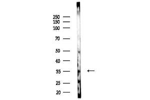Western blot analysis of lysates from F10-LUC cells(LPS,4h treatment), using OR4C13 Antibody at 1/1000 dilution.