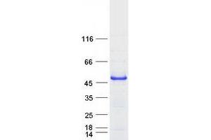 Validation with Western Blot (DTNBP1 Protein (Transcript Variant 3) (Myc-DYKDDDDK Tag))