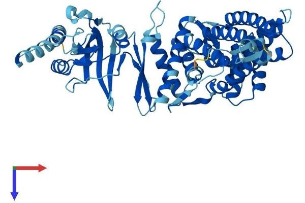 CCT6B Protein (AA 1-531) (His tag)