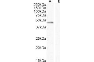 ABIN768552 (0. (Angiopoietin 1 Antikörper  (Internal Region))