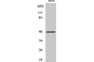 anti-Cathepsin E (CTSE) (Internal Region) antibody