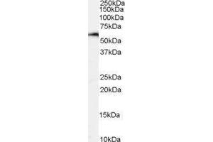 Western Blotting (WB) image for Nuclear Factor, Interleukin 3 Regulated (NFIL3) peptide (ABIN369787) (Nuclear Factor, Interleukin 3 Regulated (NFIL3) Peptid)