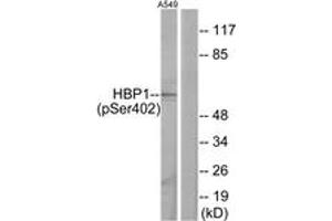 Western blot analysis of extracts from A549 cells treated with PMA 125ng/ml 30', using HBP1 (Phospho-Ser402) Antibody. (HBP1 Antikörper  (pSer402))