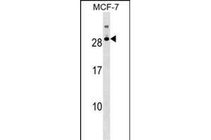 RNASE11 Antibody (Center) (ABIN1538568 and ABIN2849376) western blot analysis in MCF-7 cell line lysates (35 μg/lane). (RNASE11 Antikörper  (AA 68-95))