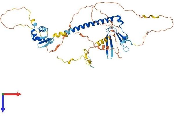 E2F1 Protein (AA 1-430) (His tag)