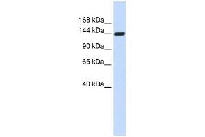 WB Suggested Anti-DAAM1 Antibody Titration: 0.