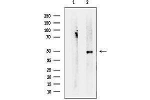 anti-Serine Incorporator 1 (SERINC1) (C-Term) antibody