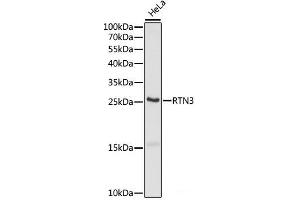 Western blot analysis of extracts of HeLa cells using RTN3 Polyclonal Antibody at dilution of 1:1000. (Reticulon 3 Antikörper)