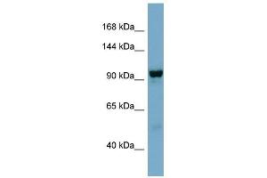 NDST4 antibody used at 1 ug/ml to detect target protein.
