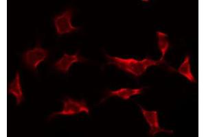 ABIN6268788 staining HeLa by IF/ICC. (Caspase 9 Antikörper  (Cleaved-Asp353))
