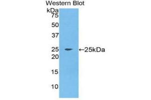 Western Blotting (WB) image for anti-Fibroblast Growth Factor 9 (FGF-9) (AA 1-208) antibody (ABIN1858877) (FGF9 Antikörper  (AA 1-208))