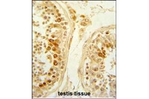 Formalin-Fixed and paraffin-Embedded Human testis tissue reacted with SFRP1 Antibody (N-term), which was peroxidase-conjugated to the secondary antibody, followed by DAB staining. (SFRP1 Antikörper  (N-Term))