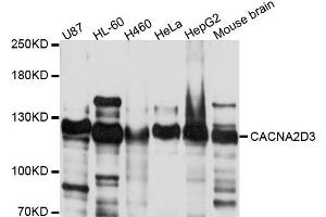 Western blot analysis of extract of various cells, using CACNA2D3 antibody. (CACNA2D3 Antikörper)
