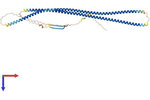 Peripherin Protein (PRPH) (AA 1-470) (His tag)