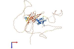ELF2 Protein (AA 1-593) (His tag)