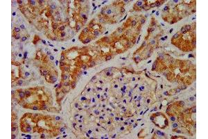 IHC image of ABIN7154525 diluted at 1:200 and staining in paraffin-embedded human kidney tissue performed on a Leica BondTM system. (GHRHR Antikörper  (AA 23-127))