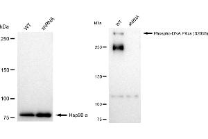 Western blotting analysis using Phospho-DNA PKcs (S) antibody (ABIN7800014).