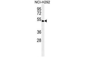 ABHD8 Antibody (C-term) western blot analysis in NCI-H292 cell line lysates (35 µg/lane).