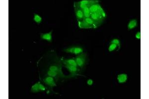 Immunofluorescence staining of MCF-7 cells with ABIN7175085 at 1:100, counter-stained with DAPI. (USF2 Antikörper  (AA 21-162))