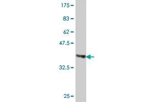 Western Blot detection against Immunogen (36. (TIAL1 Antikörper  (AA 1-90))