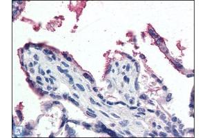 Human Placenta (formalin-fixed, paraffin-embedded) stained with GPX3at 5 µg/ml followed by biotinylated anti-goat IgG secondary antibody, alkaline phosphatase-streptavidin and chromogen. (GPX3 Antikörper  (Internal Region))