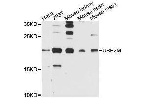 Western blot analysis of extracts of various cell lines, using UBE2M antibody (ABIN5995744) at 1/1000 dilution. (UBE2M Antikörper)