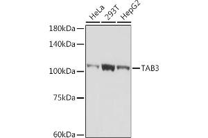 Western blot analysis of extracts of various cell lines, using T antibody (ABIN7270793) at 1:1000 dilution.