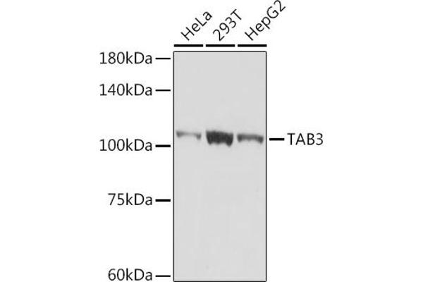 TAB3 Antikörper