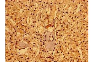 Immunohistochemistry of paraffin-embedded human adrenal gland tissue using ABIN7165690 at dilution of 1:100