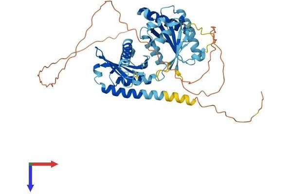 RRAGD Protein (AA 1-449) (His tag)