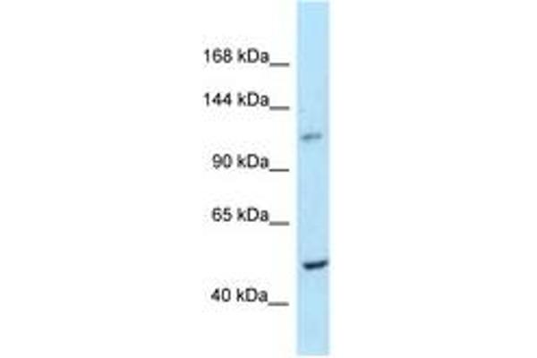 HISPPD1 antibody  (AA 914-963)