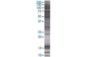 CTSG transfected lysate. (CTSG 293T Cell Transient Overexpression Lysate(Denatured))