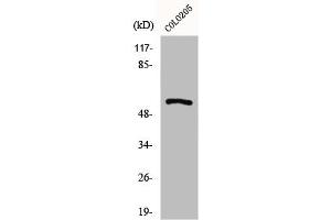 Western Blot analysis of COLO205 cells using GPR176 Polyclonal Antibody (GPR176 Antikörper  (C-Term))