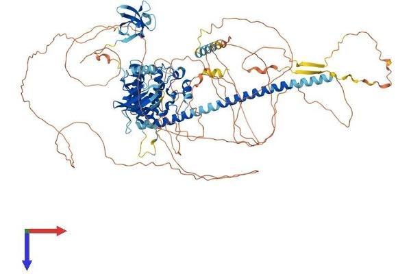 MLK4 Protein (AA 1-1036) (His tag)