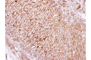 IHC-P Image Immunohistochemical analysis of paraffin-embedded human adrenal gland, using SCAMP3, antibody at 1:100 dilution. (SCAMP3 Antikörper)